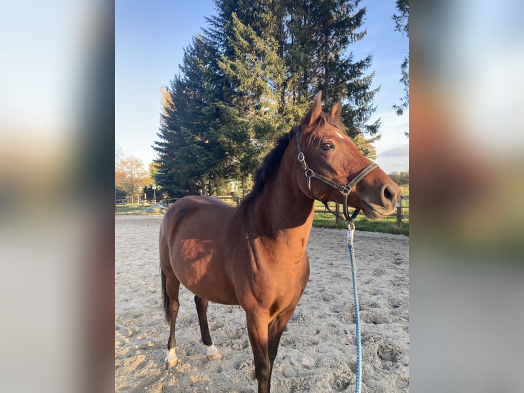 Deutsches Reitpony Stute 8 Jahre 149 cm Brauner in Kamenz