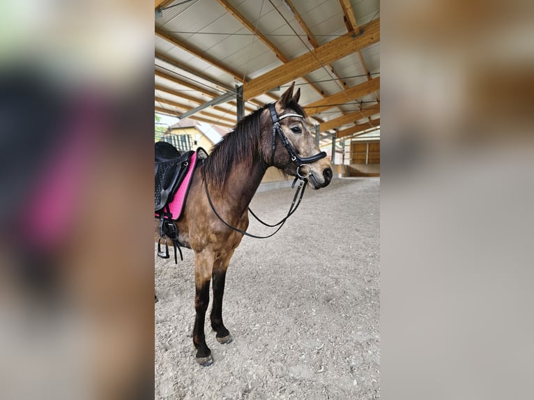 Deutsches Reitpony Stute 8 Jahre 149 cm Buckskin in Knetzgau