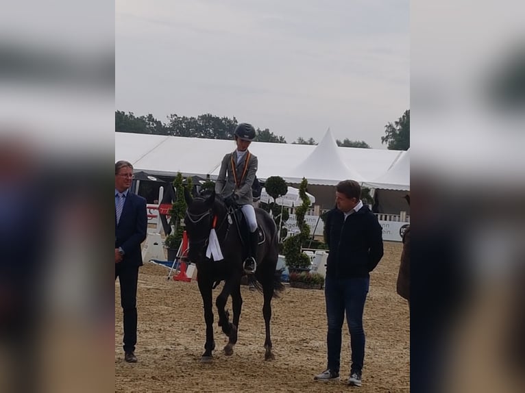 Deutsches Reitpony Stute 8 Jahre 149 cm Schwarzbrauner in Rhede