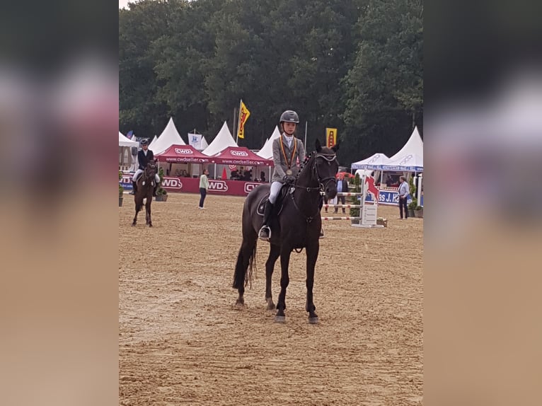 Deutsches Reitpony Stute 8 Jahre 149 cm Schwarzbrauner in Rhede