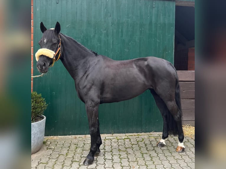 Deutsches Reitpony Stute 8 Jahre 149 cm Schwarzbrauner in Rhede