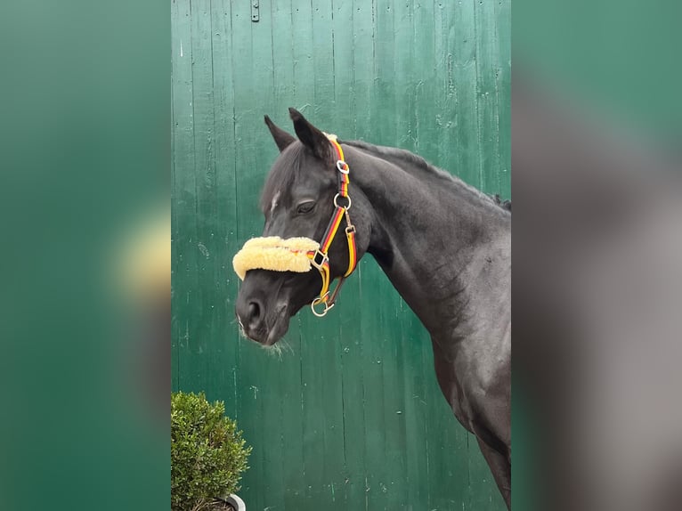 Deutsches Reitpony Stute 8 Jahre 149 cm Schwarzbrauner in Rhede