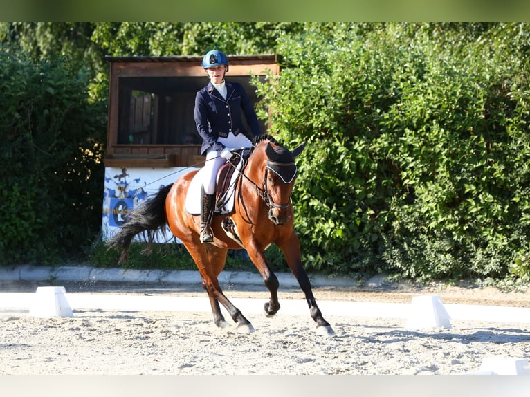 Deutsches Reitpony Stute 8 Jahre 150 cm Brauner in Lanzendorf