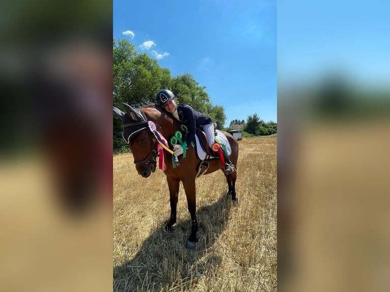 Deutsches Reitpony Stute 8 Jahre 150 cm Brauner in Lanzendorf
