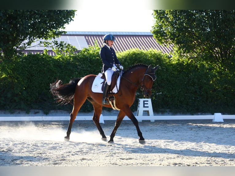 Deutsches Reitpony Stute 8 Jahre 150 cm Brauner in Lanzendorf