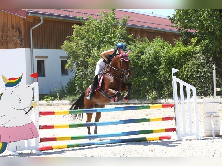 Deutsches Reitpony Stute 8 Jahre 150 cm Brauner in Lanzendorf
