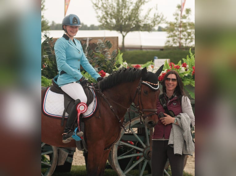Deutsches Reitpony Stute 8 Jahre 150 cm Brauner in Lanzendorf