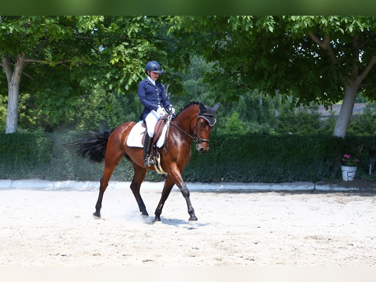 Deutsches Reitpony Stute 8 Jahre 150 cm Brauner in Lanzendorf