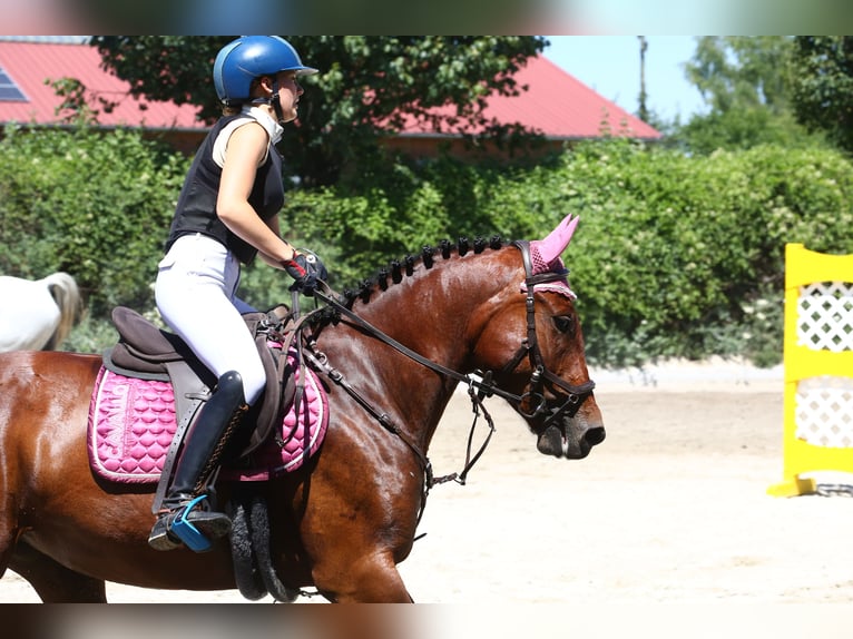 Deutsches Reitpony Stute 8 Jahre 150 cm Brauner in Lanzendorf