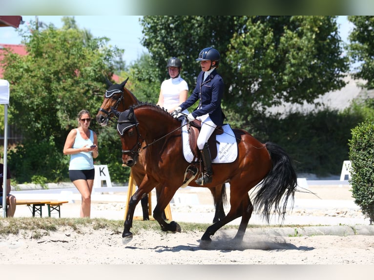 Deutsches Reitpony Stute 8 Jahre 150 cm Brauner in Lanzendorf