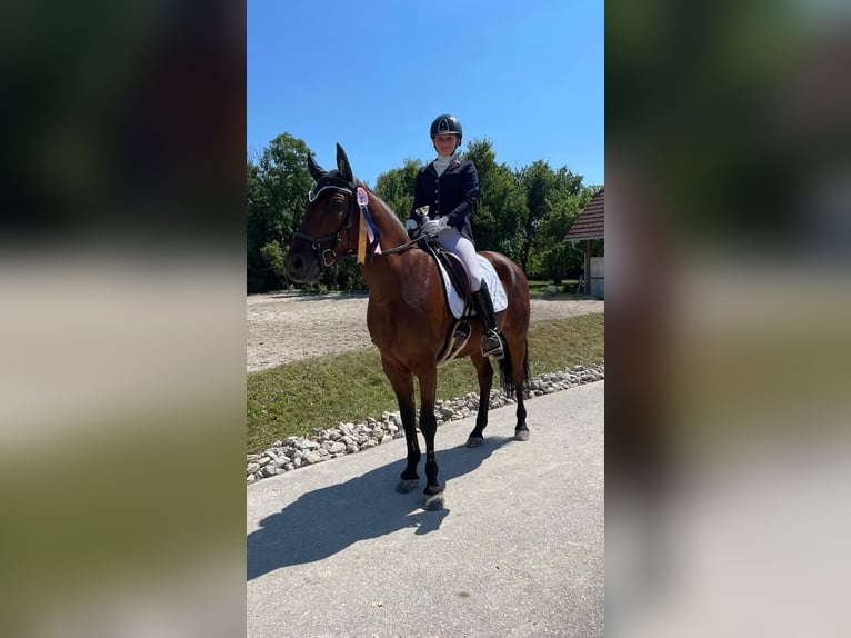 Deutsches Reitpony Stute 8 Jahre 150 cm Brauner in Lanzendorf