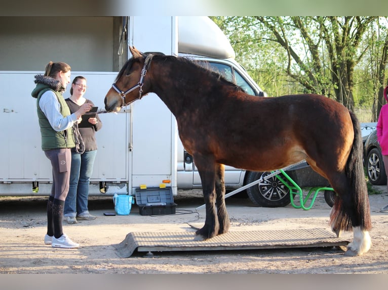 Deutsches Reitpony Mix Stute 8 Jahre 150 cm Brauner in Oberkrämer