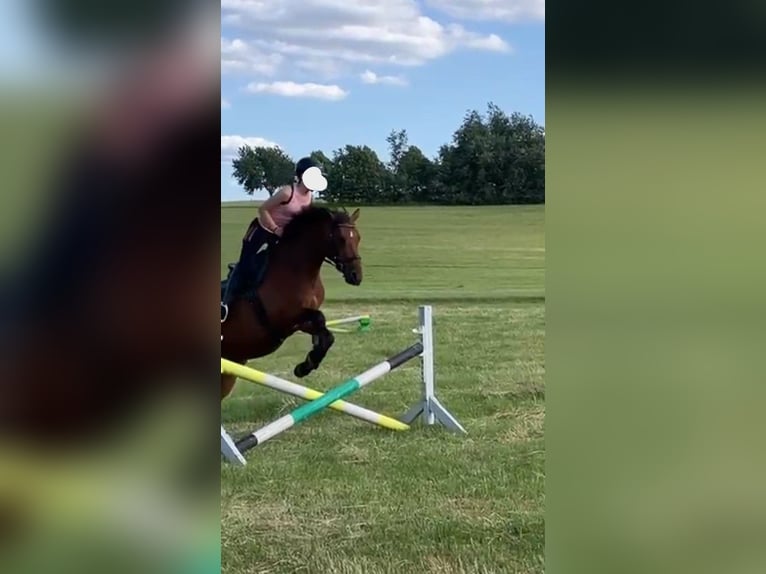 Deutsches Reitpony Stute 8 Jahre 150 cm Brauner in Kamenz