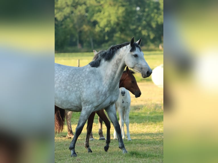 Deutsches Reitpony Stute 8 Jahre 152 cm Apfelschimmel in Uplengen
