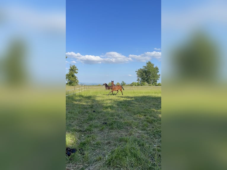 Deutsches Reitpony Mix Stute 8 Jahre 152 cm Brauner in Sondershausen