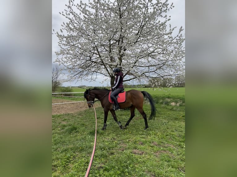 Deutsches Reitpony Mix Stute 8 Jahre 152 cm Brauner in Sondershausen