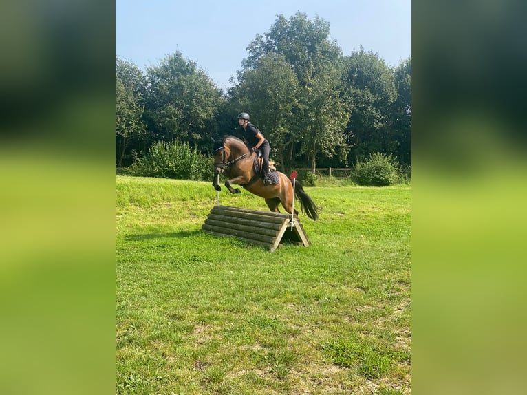 Deutsches Reitpony Stute 8 Jahre 152 cm Brauner in Hamburg