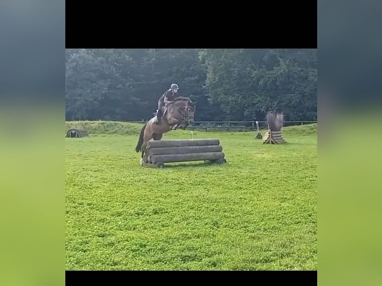 Deutsches Reitpony Stute 8 Jahre 152 cm Brauner in Hamburg