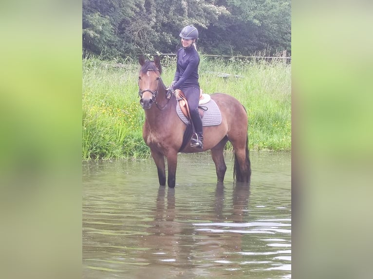 Deutsches Reitpony Stute 8 Jahre 152 cm Brauner in Hamburg