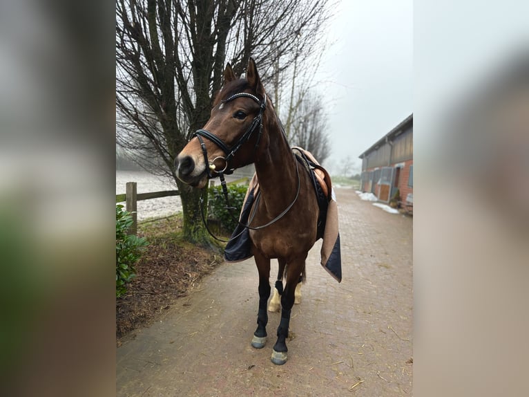 Deutsches Reitpony Stute 8 Jahre 152 cm Brauner in Hamburg