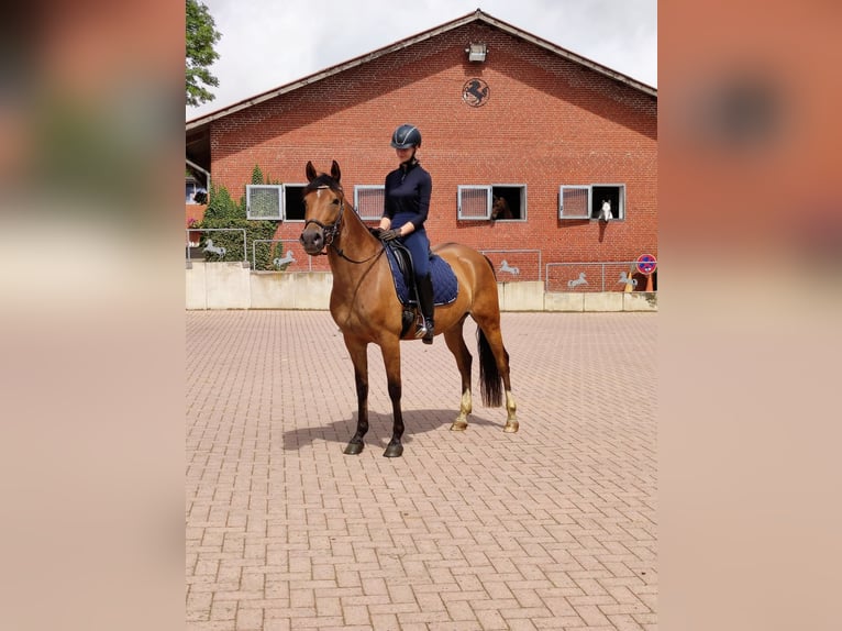 Deutsches Reitpony Stute 8 Jahre 152 cm Brauner in Hamburg