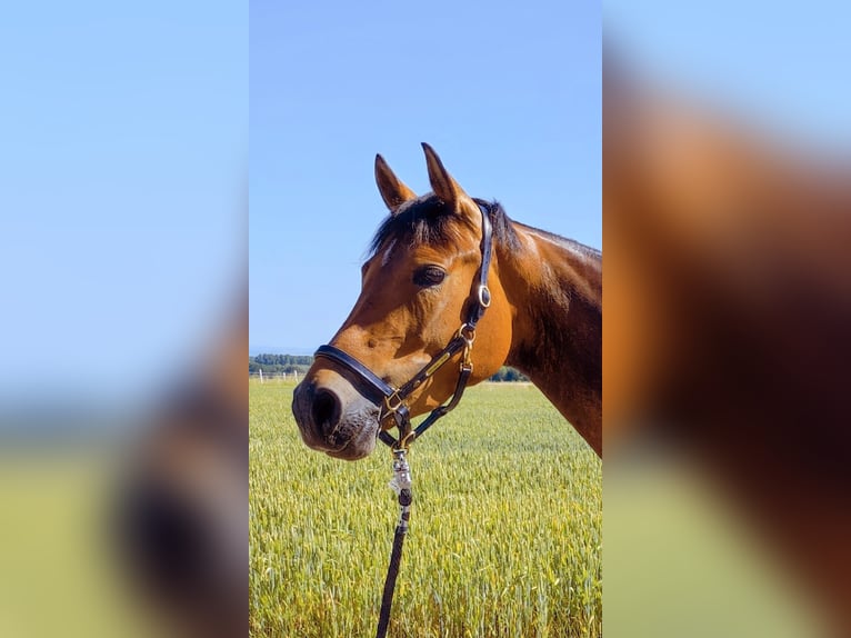 Deutsches Reitpony Stute 8 Jahre 152 cm Brauner in Hamburg
