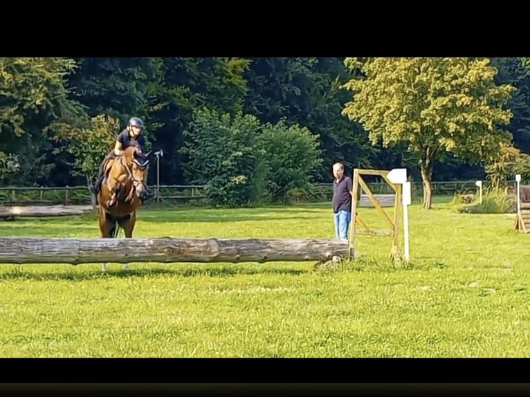 Deutsches Reitpony Stute 8 Jahre 152 cm Brauner in Hamburg