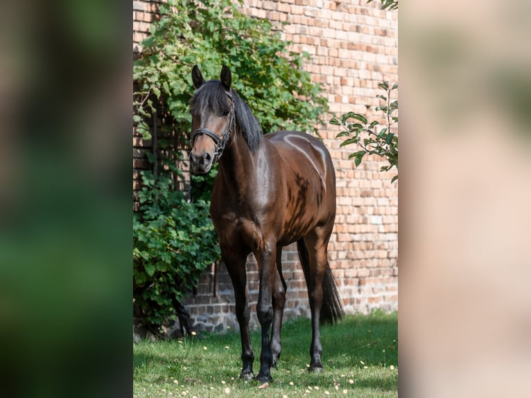 Deutsches Reitpony Stute 8 Jahre 153 cm Brauner in Burg (Spreewald)