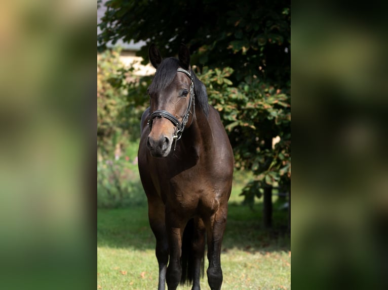 Deutsches Reitpony Stute 8 Jahre 153 cm Brauner in Burg (Spreewald)