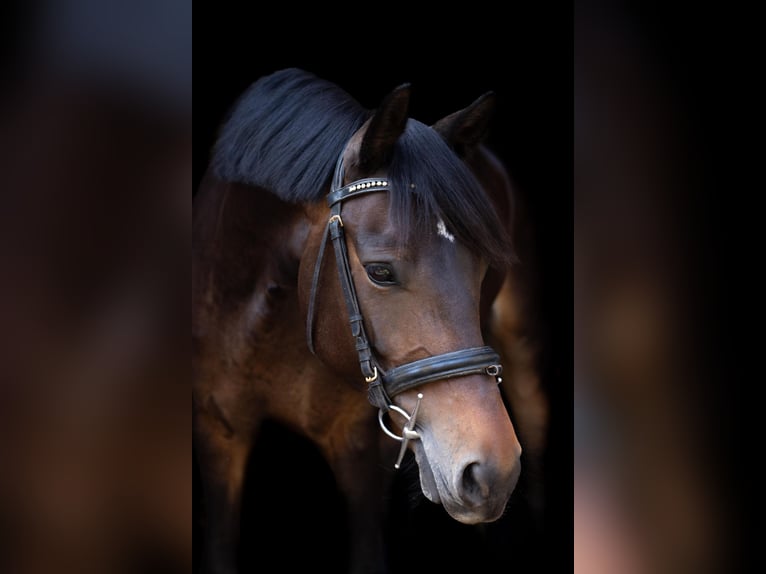Deutsches Reitpony Stute 8 Jahre 153 cm Brauner in Burg (Spreewald)