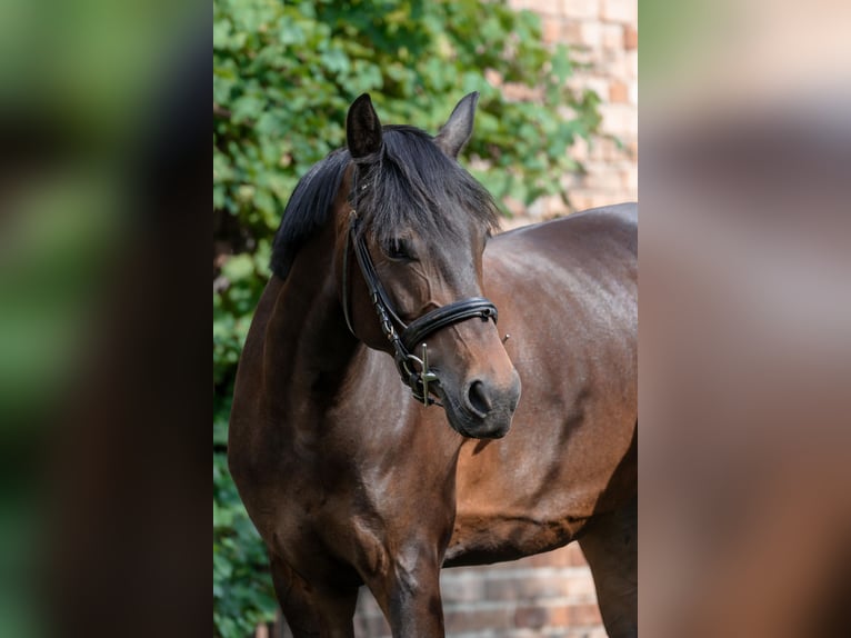 Deutsches Reitpony Stute 8 Jahre 153 cm Brauner in Burg (Spreewald)