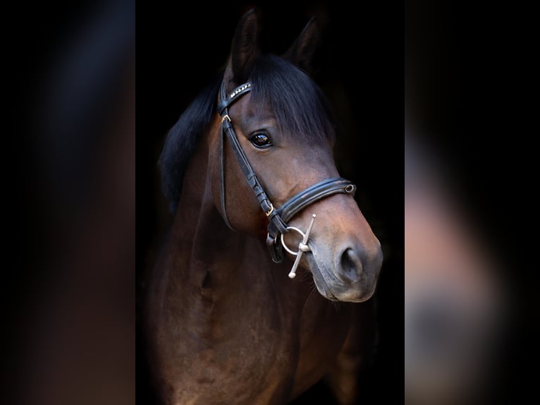Deutsches Reitpony Stute 8 Jahre 153 cm Brauner in Burg (Spreewald)