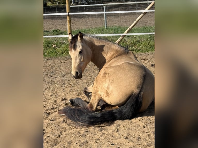 Deutsches Reitpony Stute 8 Jahre 153 cm Buckskin in Mainz