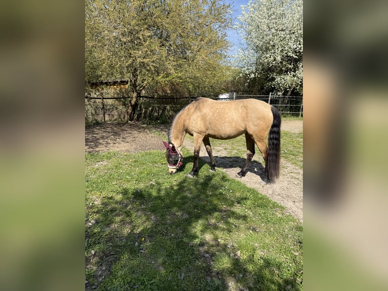 Deutsches Reitpony Stute 8 Jahre 153 cm Buckskin in Mainz