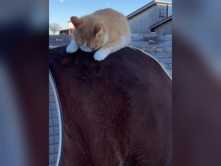 Deutsches Reitpony Mix Stute 8 Jahre 153 cm Schecke in Hofstetten