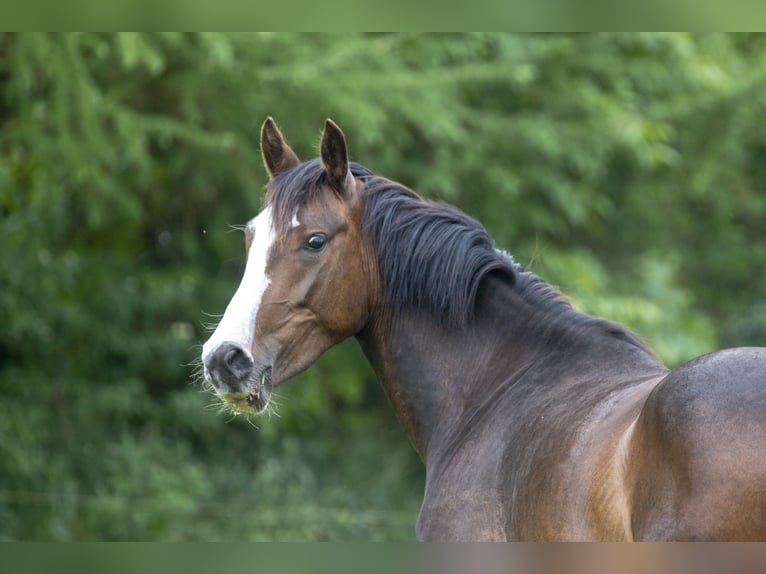 Deutsches Reitpony Stute 8 Jahre 153 cm Schwarzbrauner in Dörpstedt