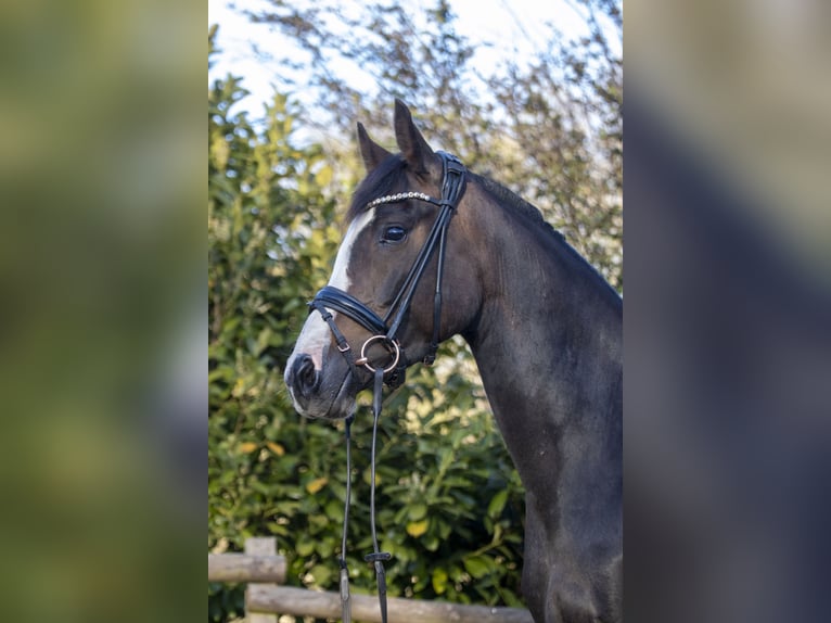 Deutsches Reitpony Stute 8 Jahre 153 cm Schwarzbrauner in Dörpstedt