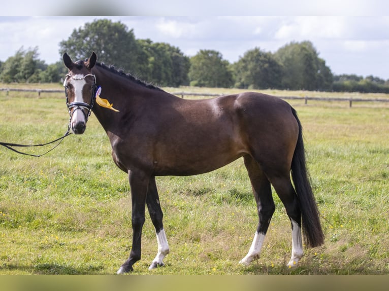 Deutsches Reitpony Stute 8 Jahre 153 cm Schwarzbrauner in Dörpstedt