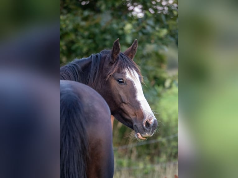 Deutsches Reitpony Stute 8 Jahre 153 cm Schwarzbrauner in Dörpstedt