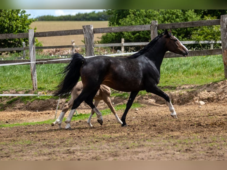 Deutsches Reitpony Stute 8 Jahre 153 cm Schwarzbrauner in Dörpstedt