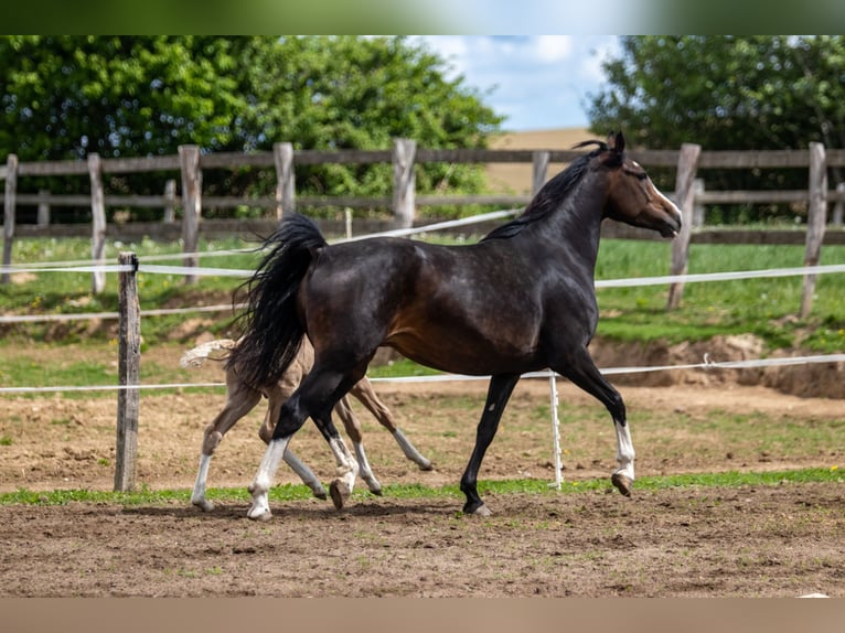 Deutsches Reitpony Stute 8 Jahre 153 cm Schwarzbrauner in Dörpstedt