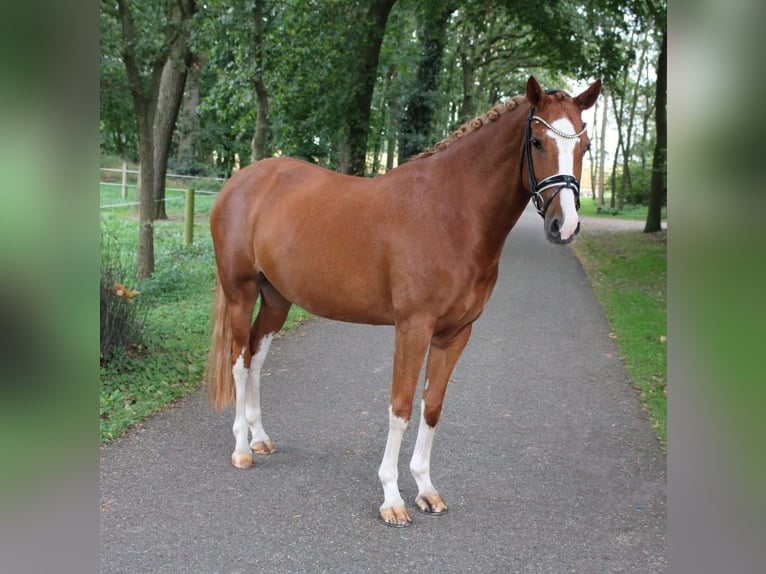Deutsches Reitpony Stute 8 Jahre 155 cm Fuchs in Recke, bei Osnabrück
