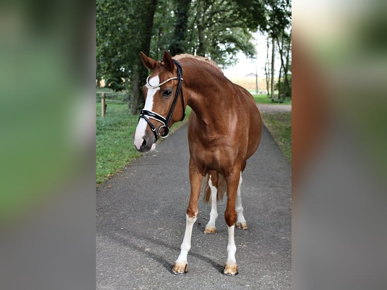 Deutsches Reitpony Stute 8 Jahre 155 cm Fuchs in Recke, bei Osnabrück
