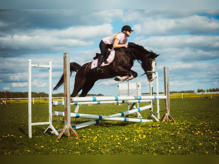Deutsches Reitpony Stute 8 Jahre 155 cm Rappschimmel in Rostock