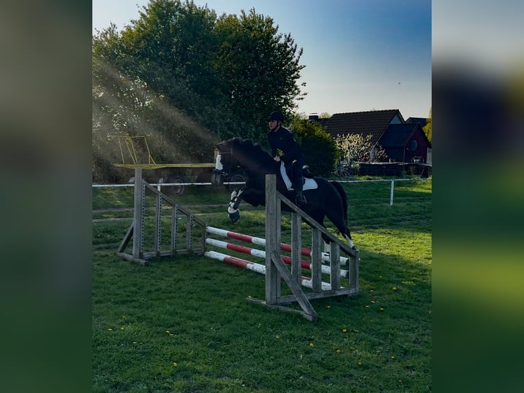 Deutsches Reitpony Stute 8 Jahre 155 cm Rappschimmel in Rostock