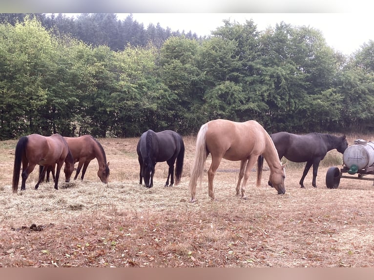 Deutsches Reitpony Stute 8 Jahre 156 cm Palomino in Dahlem Schmidtheim