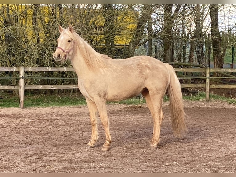 Deutsches Reitpony Stute 8 Jahre 156 cm Palomino in Dahlem Schmidtheim