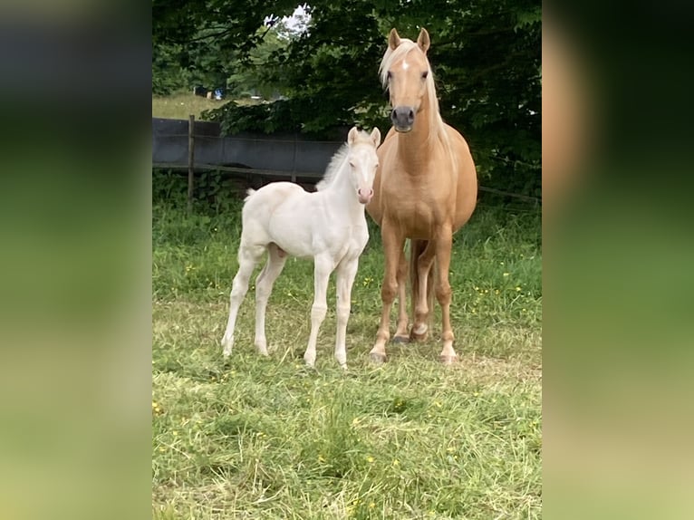 Deutsches Reitpony Stute 8 Jahre 156 cm Palomino in Dahlem Schmidtheim