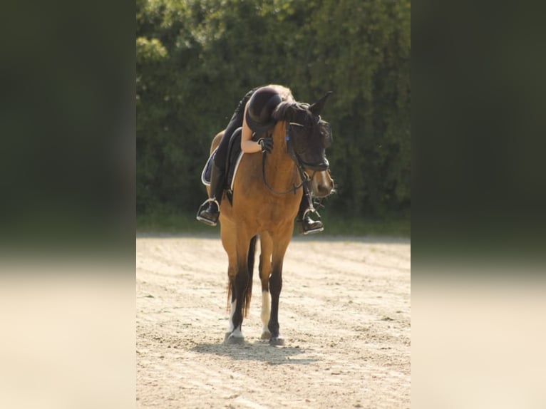 Deutsches Reitpony Stute 8 Jahre 157 cm Brauner in Viersen