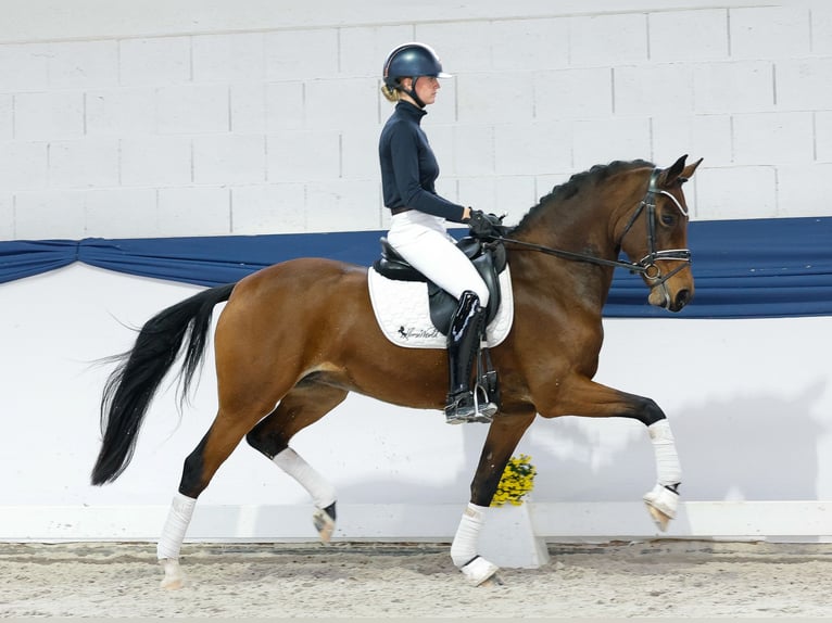 Deutsches Reitpony Stute 8 Jahre 157 cm Brauner in Marsberg Deutsches Reitpony Stute 8 Jahre 157 cm Brauner in Marsberg
